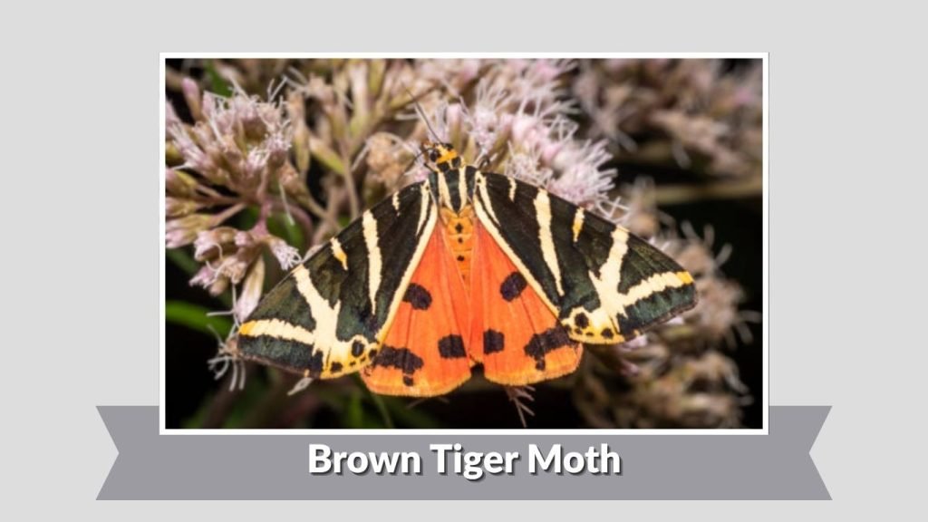 Brown Tiger Moth