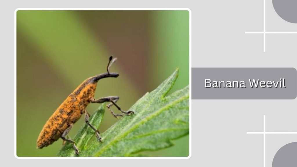 Banana Weevil