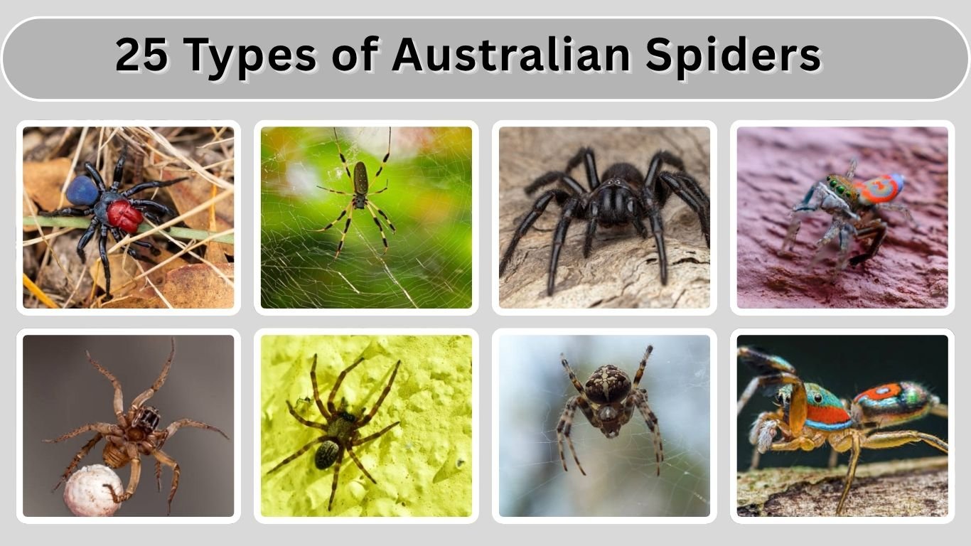25 Types of Australian Spiders: Identification with Picture