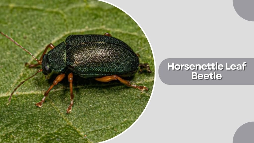 Horsenettle Leaf Beetle
