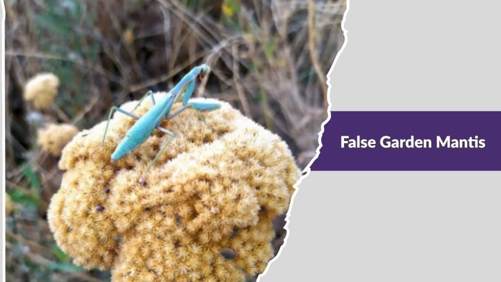 False Garden Mantis