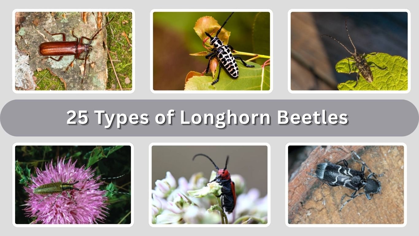 25 Types of Longhorn Beetles: Identification Guide