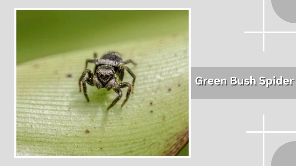 Green Bush Spider