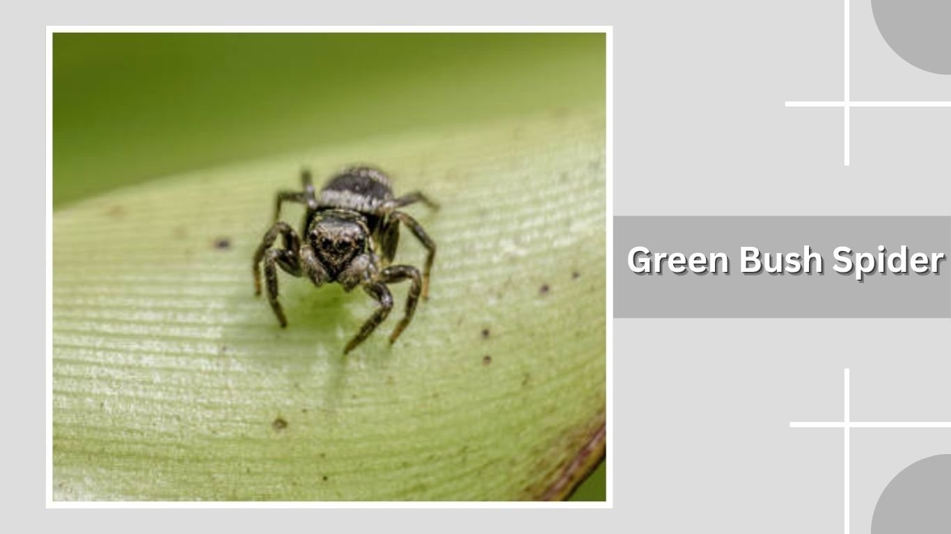 26 Common Green Spiders: Identification with Pictures