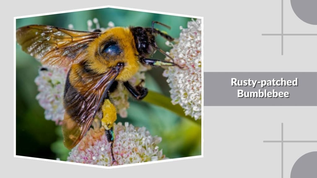 Rusty-patched Bumblebee