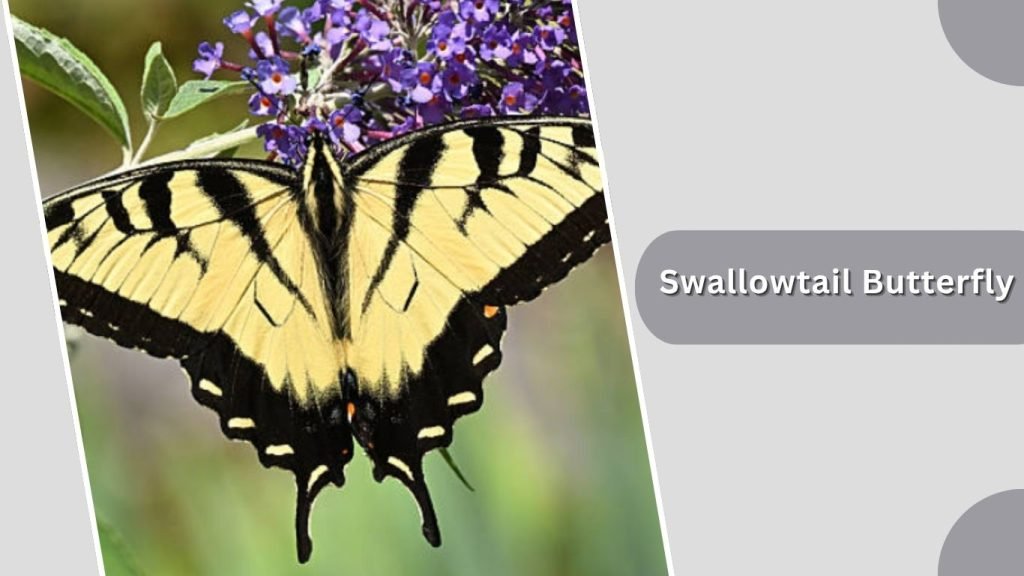 Swallowtail Butterfly
