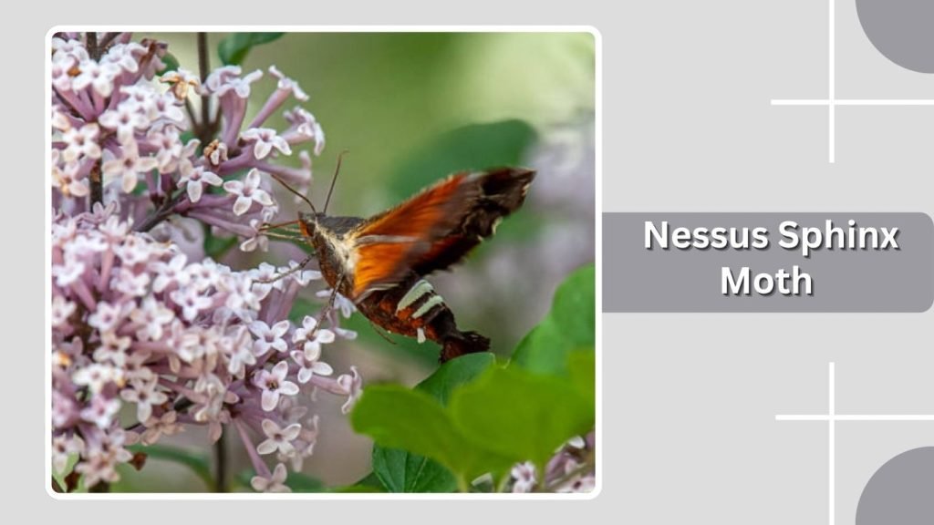 Nessus Sphinx Moth