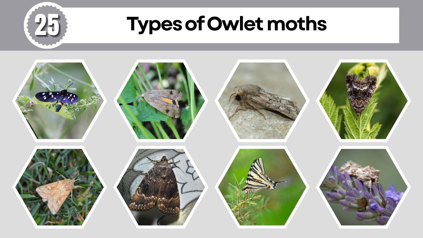 25 Types of Owlet moths: Different Species Id with Picture
