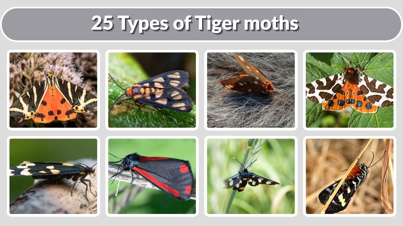 25 Types of Tiger moths : Different Species Id with Pictures