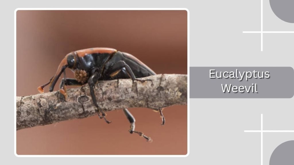  Eucalyptus Weevil