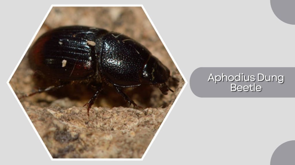 Aphodius Dung Beetle