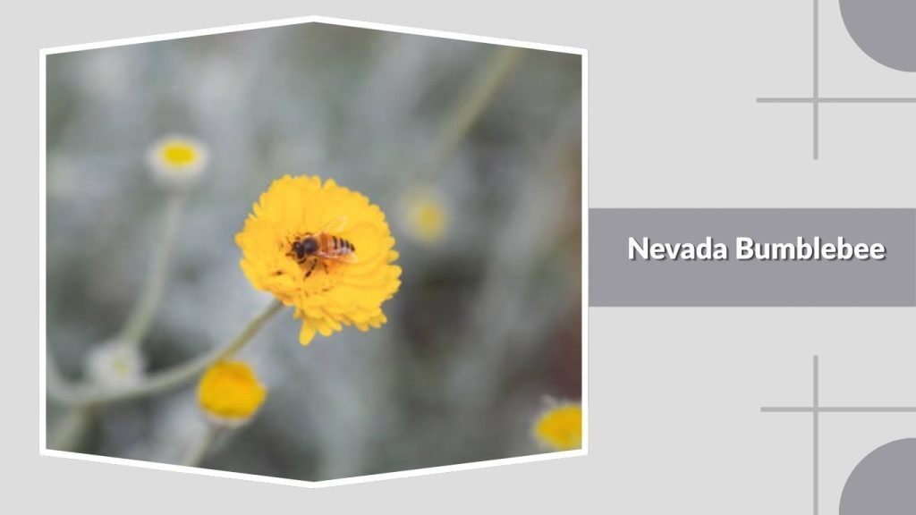  Nevada Bumblebee
