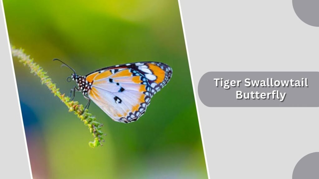  Tiger Swallowtail Butterfly