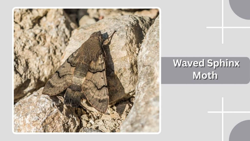  Waved Sphinx Moth