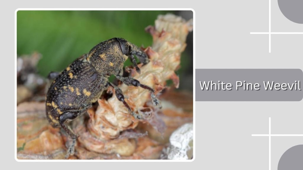  White Pine Weevil