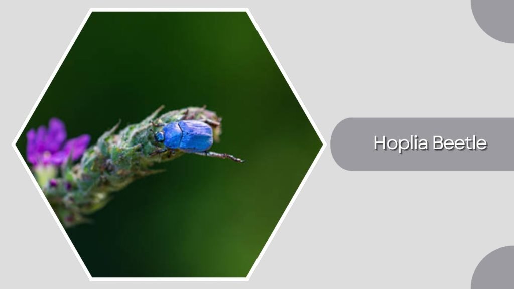 Hoplia Beetle