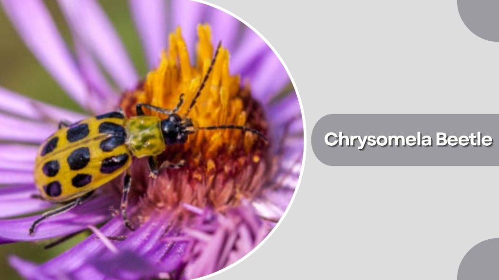 Chrysomela Beetle