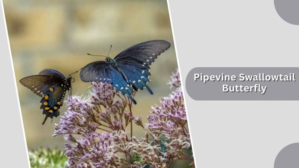  Pipevine Swallowtail Butterfly