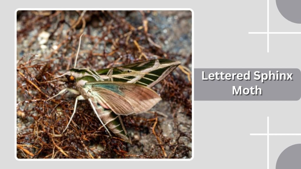 Lettered Sphinx Moth