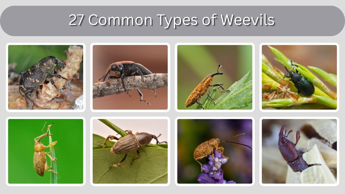 27 Common Types of Weevils: Identification Guide