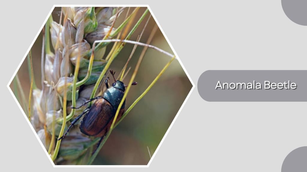  Anomala Beetle