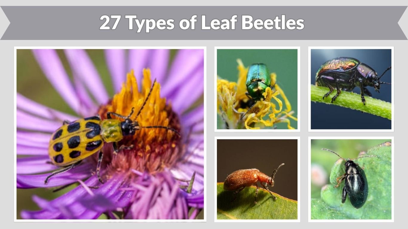 27 Types of Leaf Beetles: Color, Habitat, Diet & ID Guide