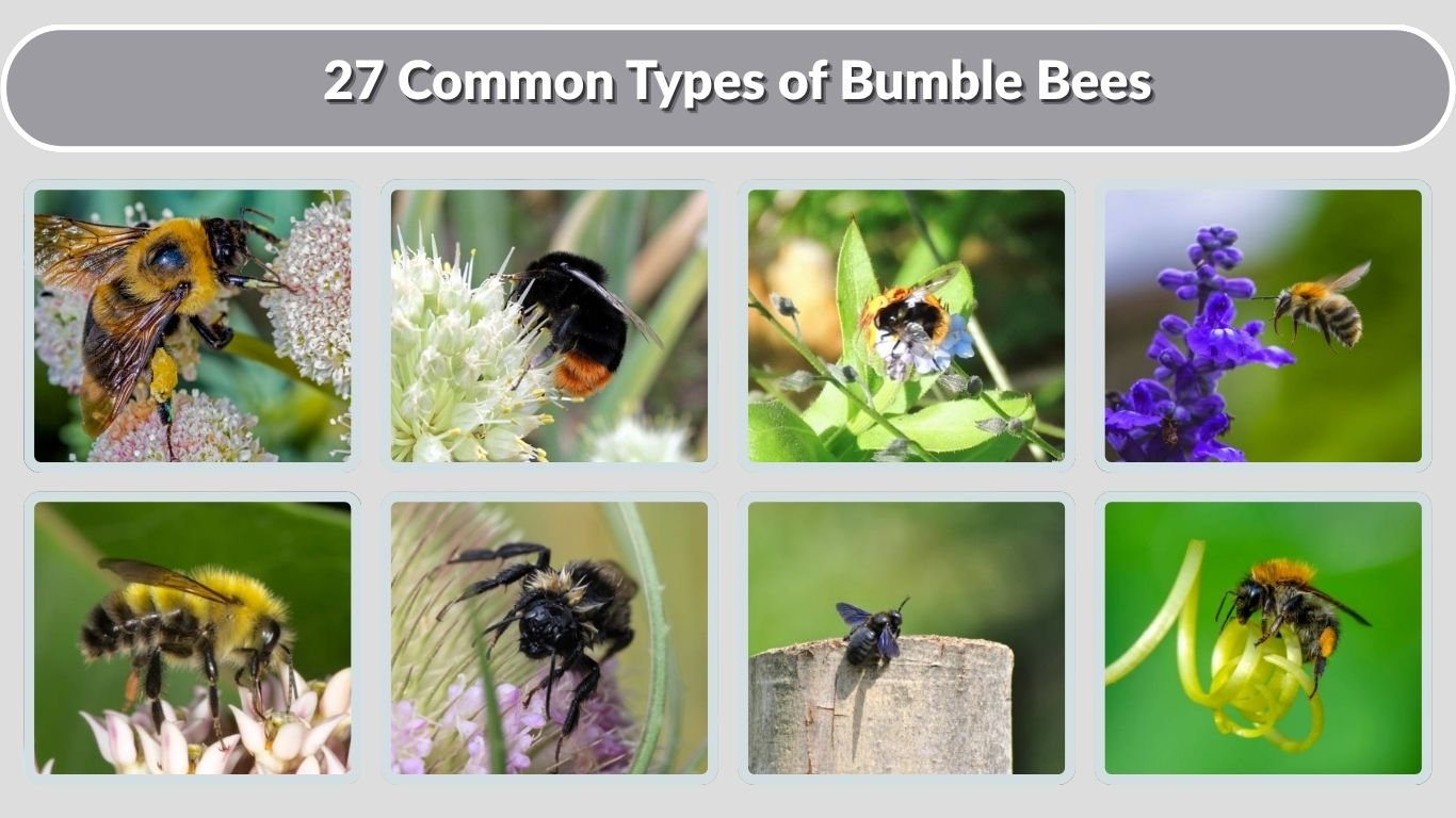 27 Common Types of Bumble Bees: Identification with Pictures 