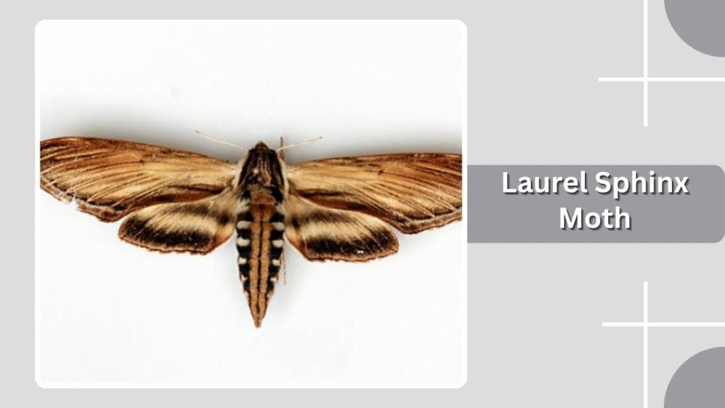  Laurel Sphinx Moth