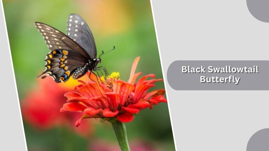 Black Swallowtail Butterfly