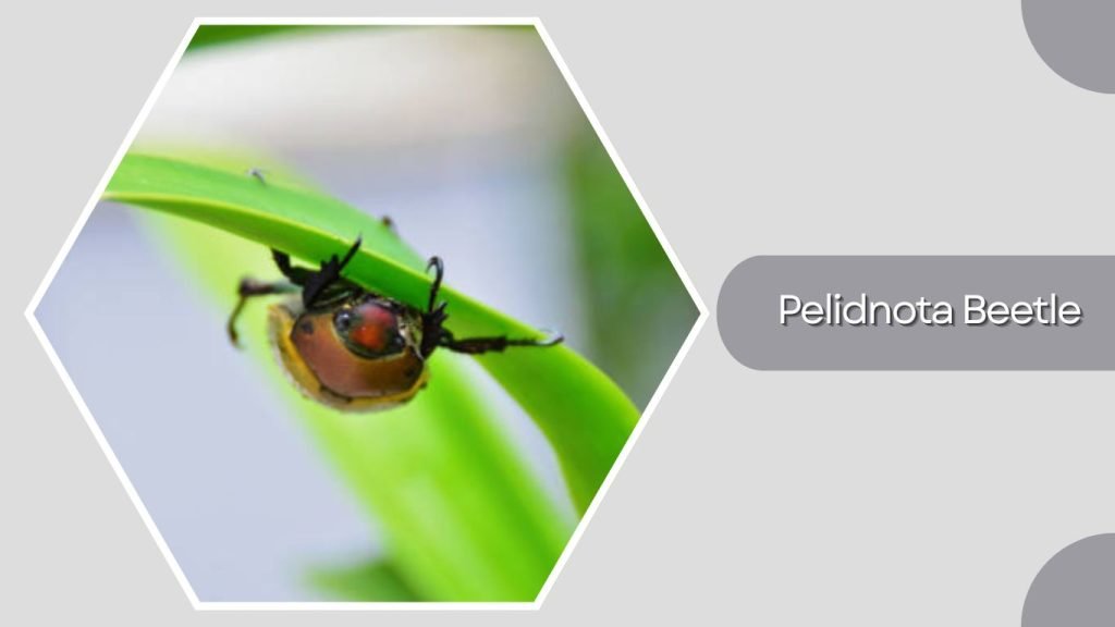 Pelidnota Beetle