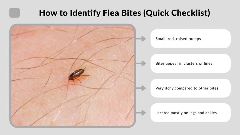 How to Identify Flea Bites (Quick Checklist)