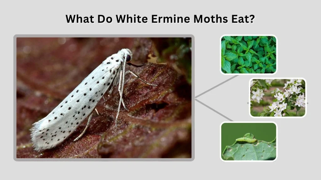 What Do White Ermine Moths Eat?