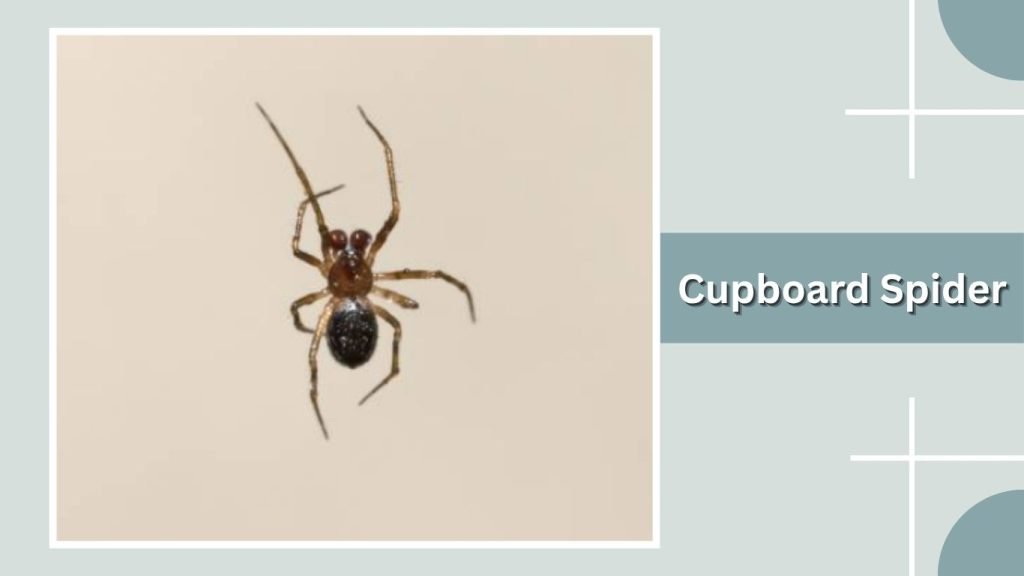  Cupboard Spider