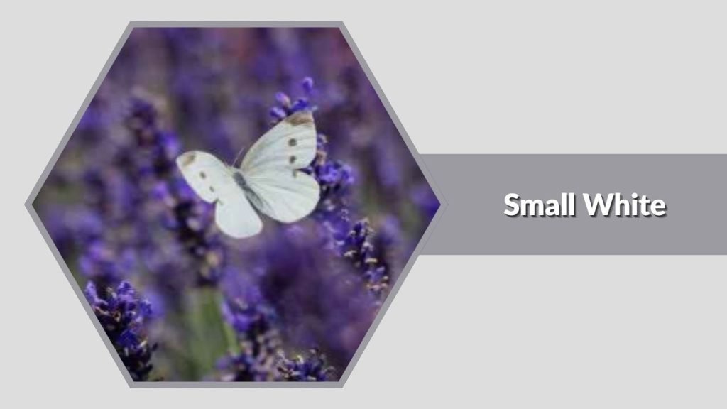Small White