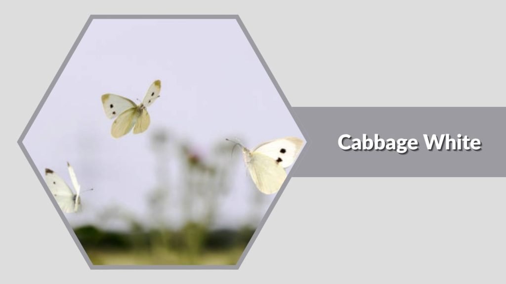 Cabbage White