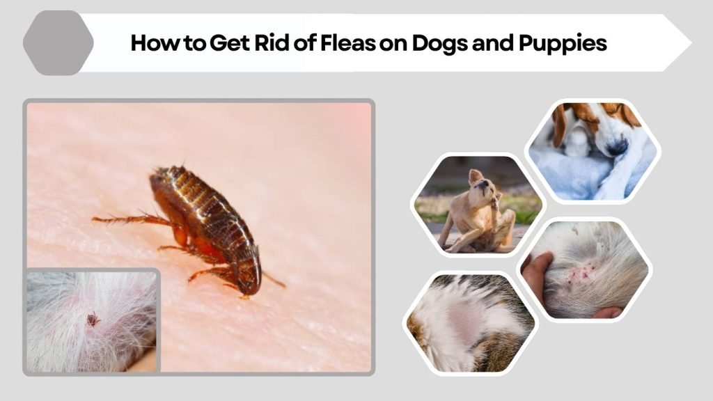 How to Get Rid of Fleas on Dogs and Puppies