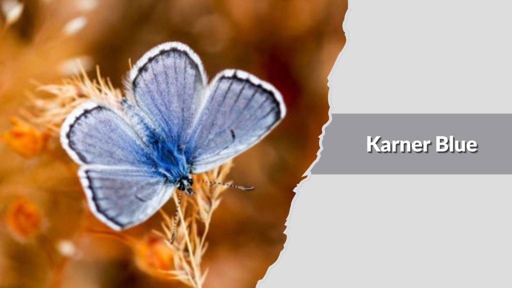 Karner Blue