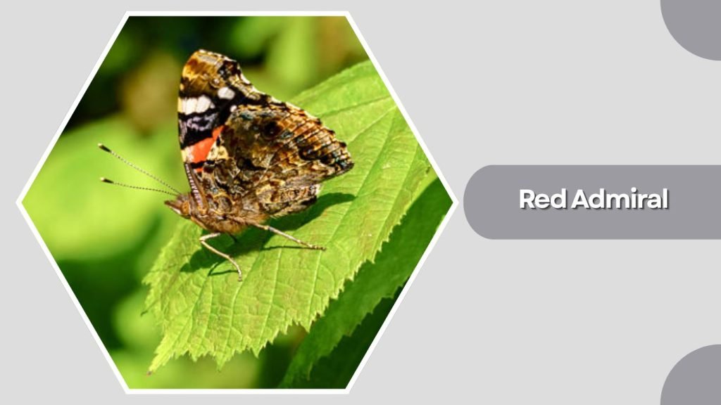 Red Admiral