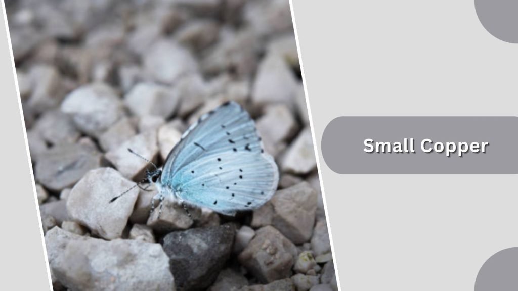 Small Copper