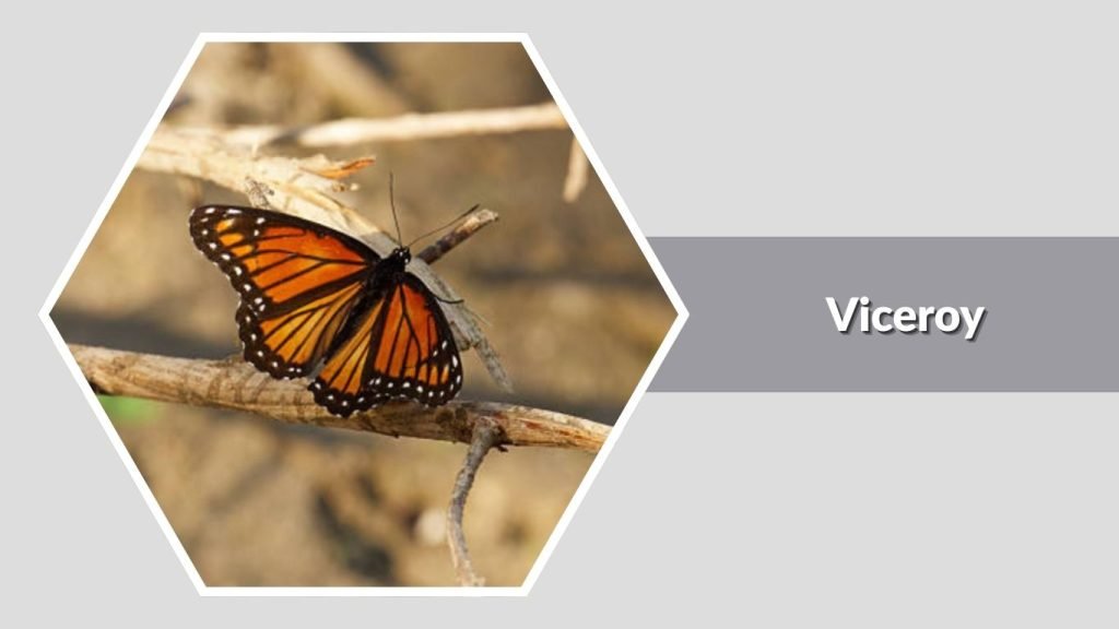  Viceroy