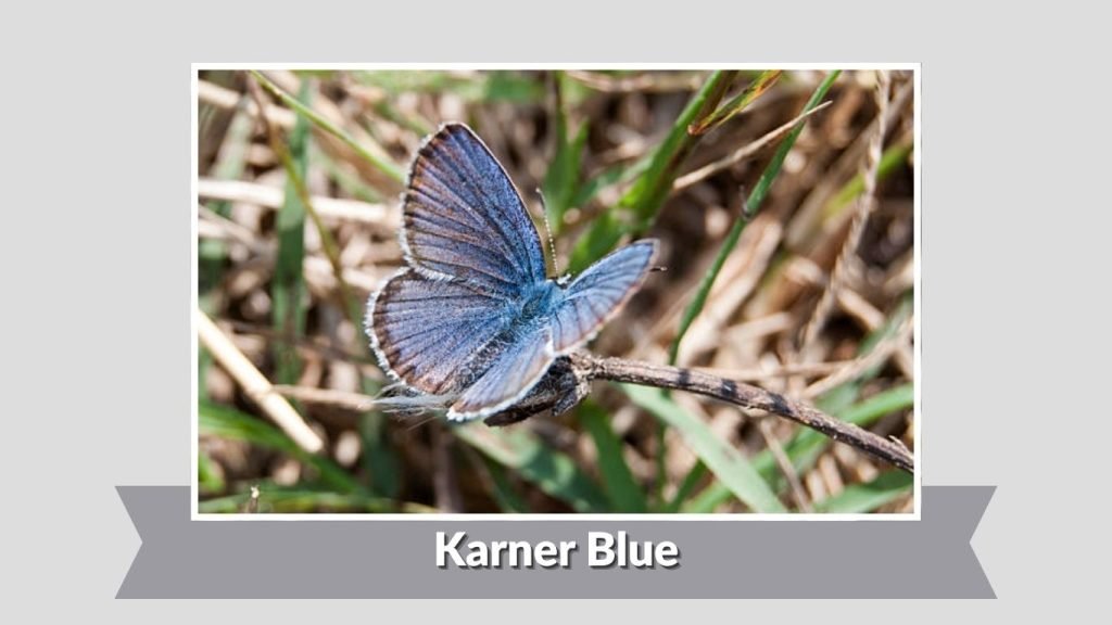  Karner Blue