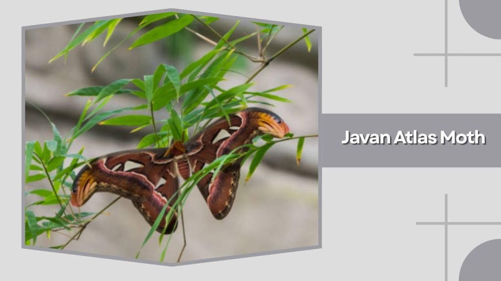 Javan Atlas Moth