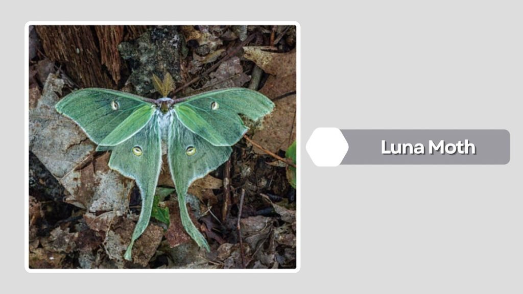  Luna Moth