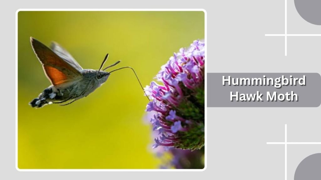  Hummingbird Hawk Moth