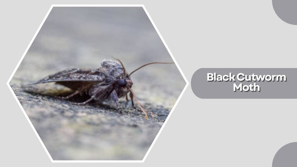 Black Cutworm Moth