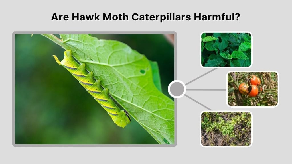 Are Hawk Moth Caterpillars Harmful?