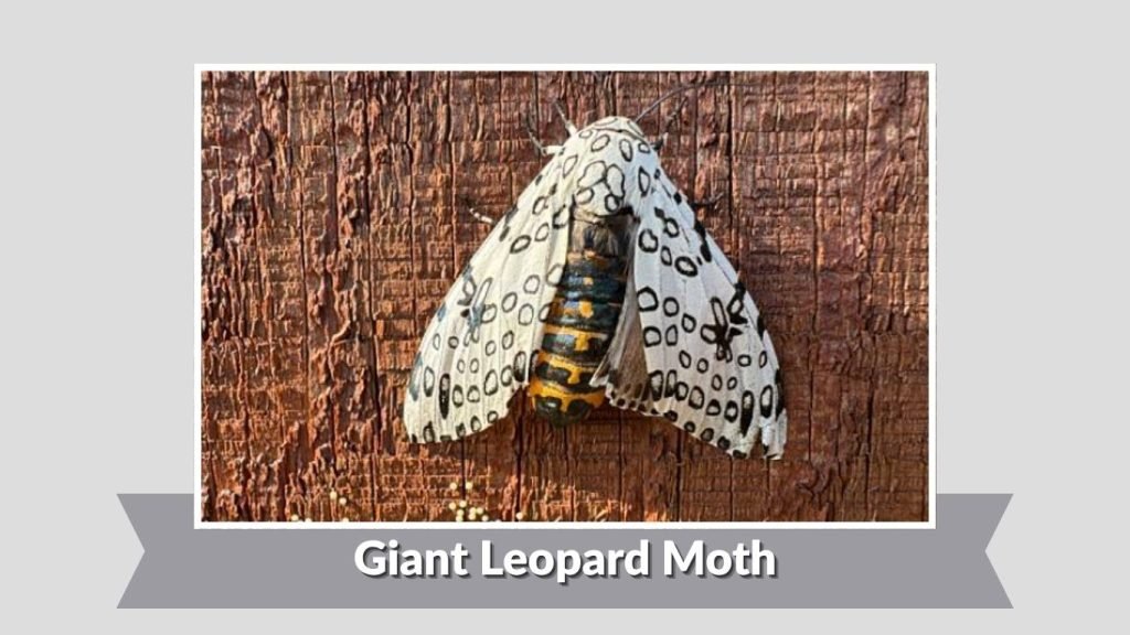 Giant Leopard Moth