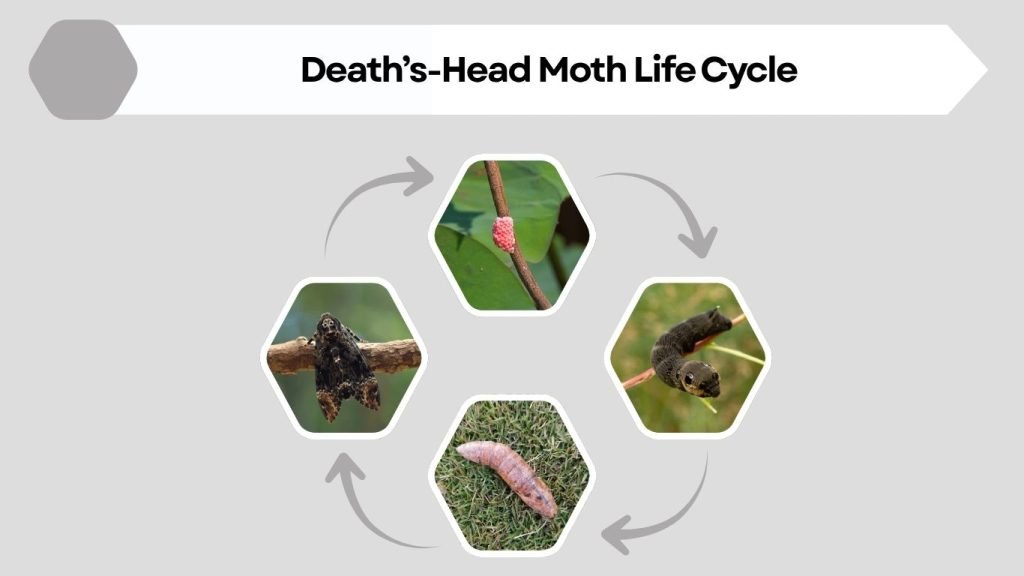 Death’s-Head Moth Life Cycle
