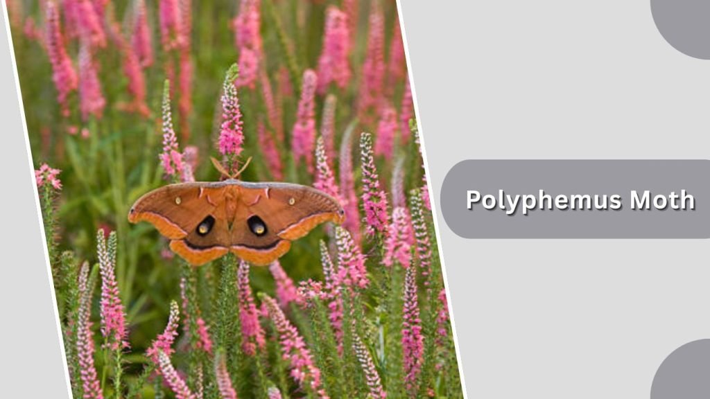 Polyphemus Moth