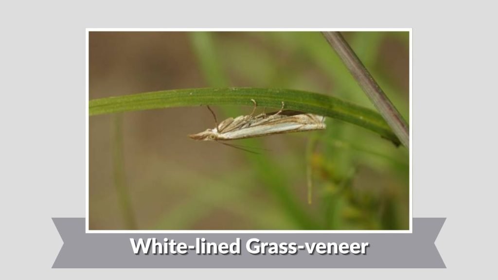 White-lined Grass-veneer